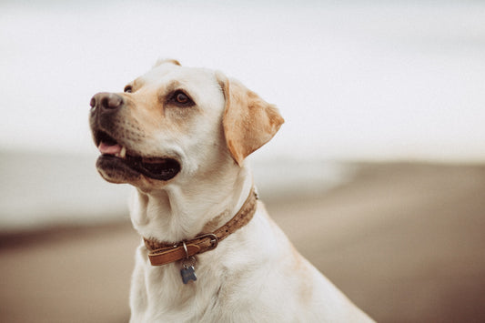 Impact of GMOs on your pet’s health