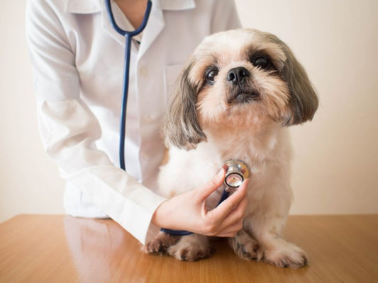 Congestive Heart Failure in Dogs: A Complete Guide