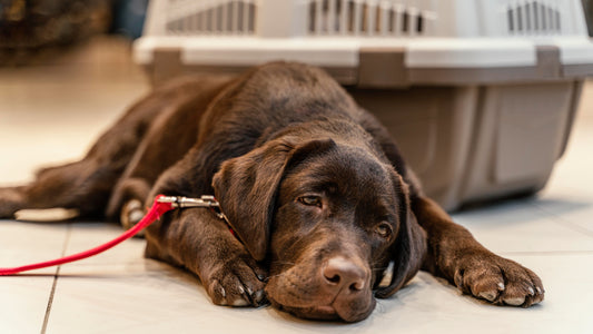 How To Get Rid of Heartworms in Dogs