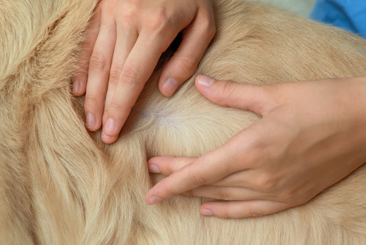 Spirulina for Dogs: A Complete Guide