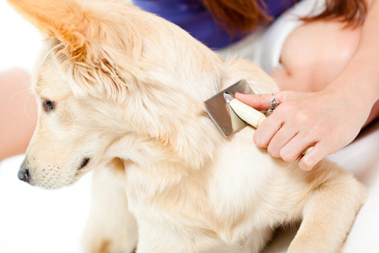 Home Remedies for Dog Dandruff: Simple and Effective Tips