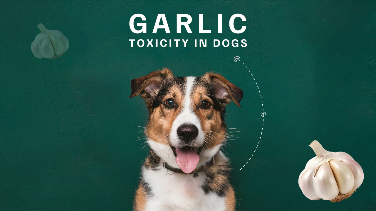 Can Dogs Eat Garlic Truth About Its Toxicity Safety Nikolaus Nature