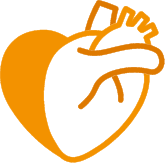 promoting cardiovascular function