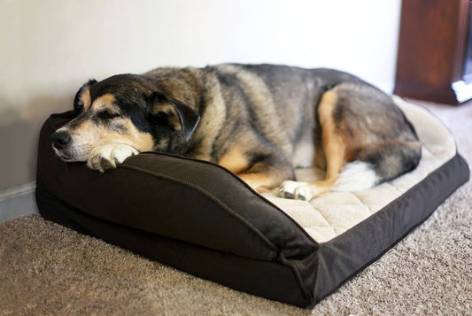 How to Ease Dog Arthritis Pain: Tips and Remedies