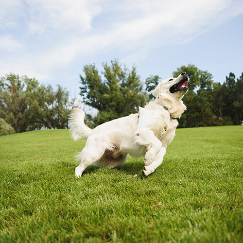 Healthy joints in dogs