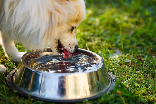 The Importance of Hydration for Your Dog's Heart Health