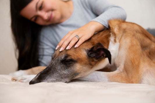 Holistic Treatment for Dogs with Allergies