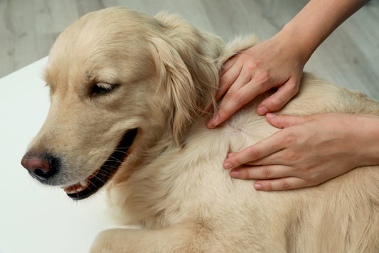 How to Get Rid of Dry Skin on Dogs?