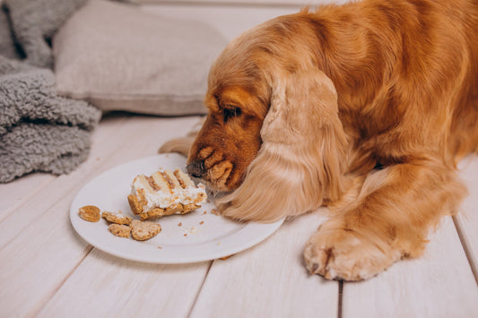 Can Grain-Free Diets Cause Heart Diseases In Dogs