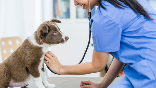 Common heart problems for dogs