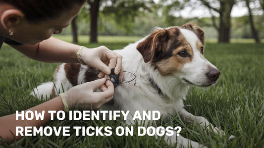 How to Identify and Remove Ticks on Dogs