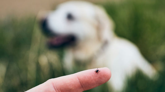 Parasites and Their Consequences for Dogs