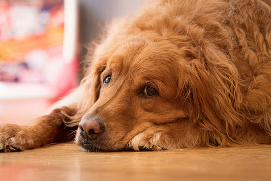 How to Naturally Prevent Canine Liver Disease