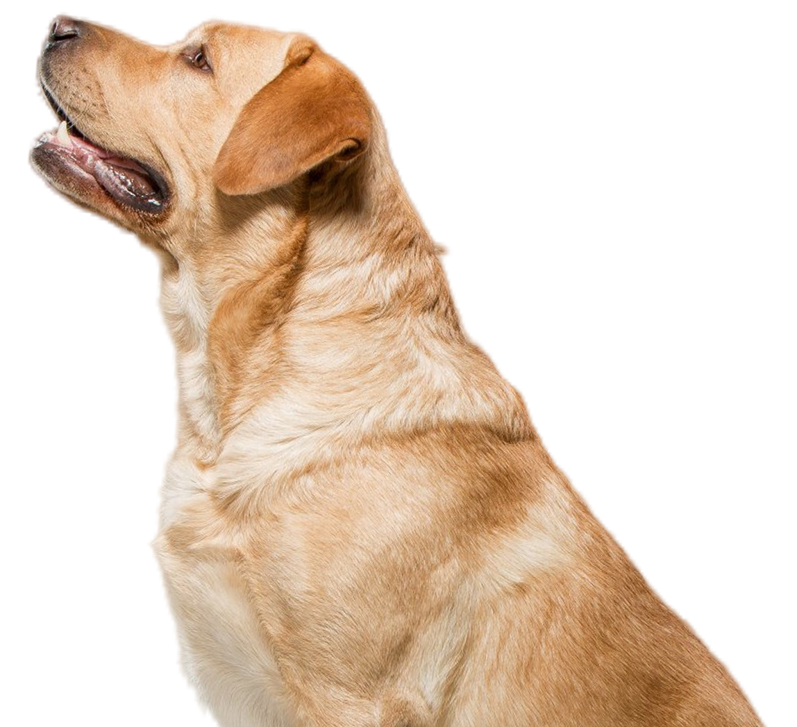 nutrient supplements for dogs